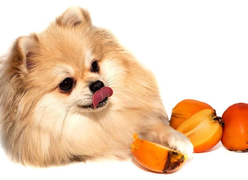 dog with persimmons