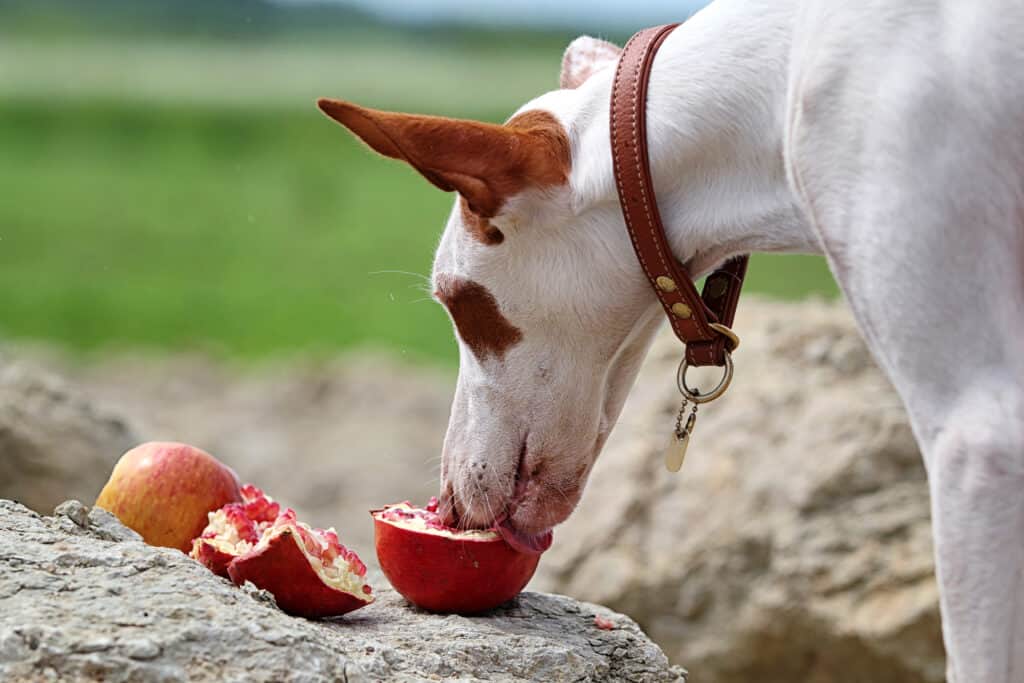 dog eating pomegranite