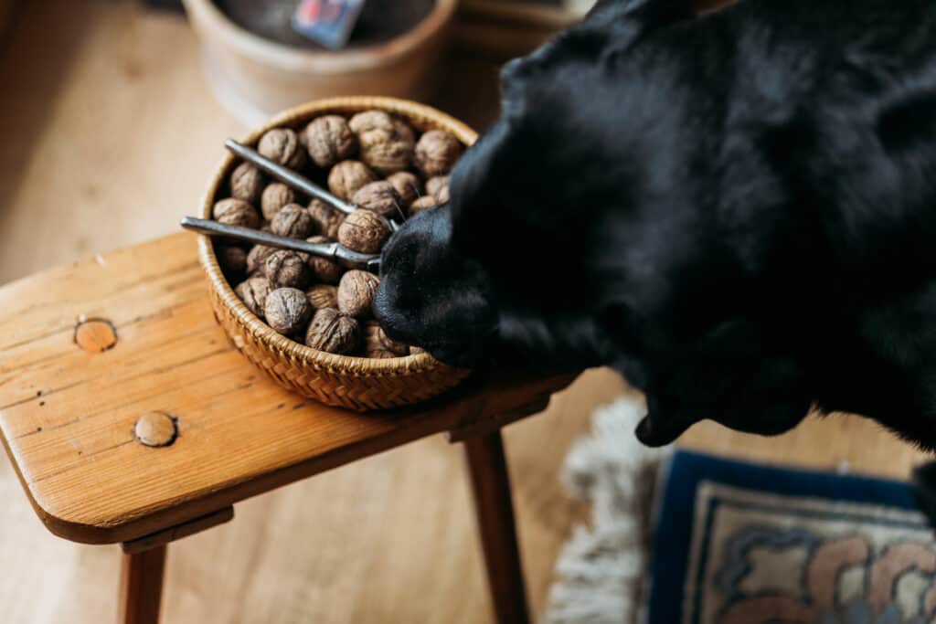 dog eating walnuts