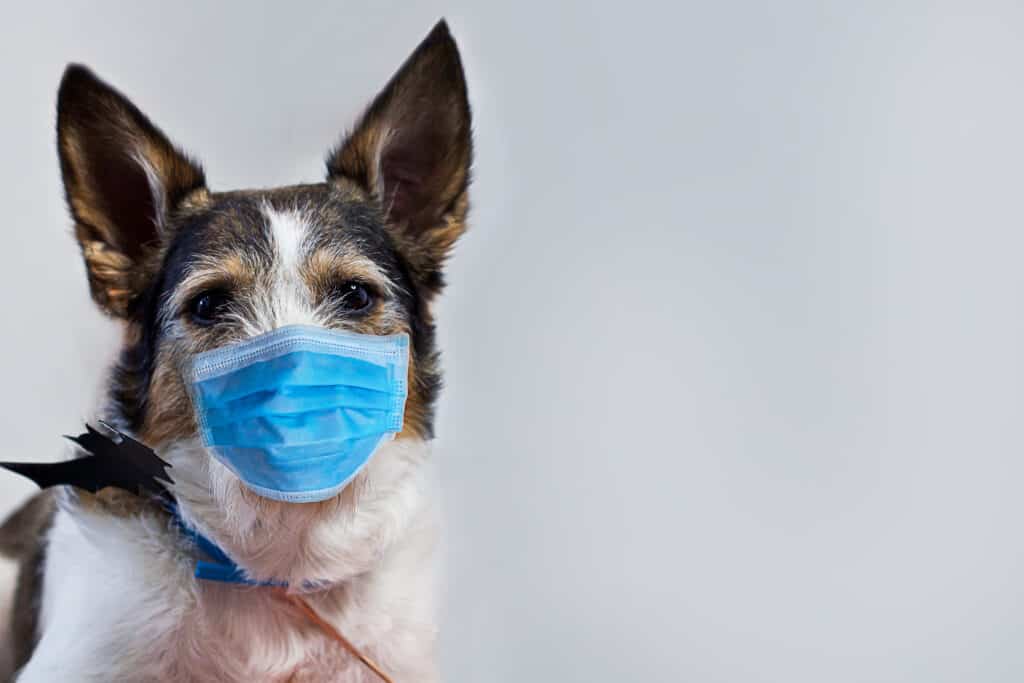 dog in facemask