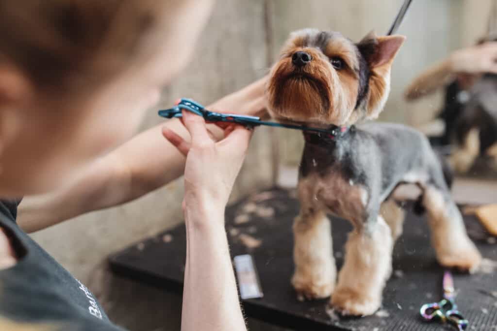 dog being groomed