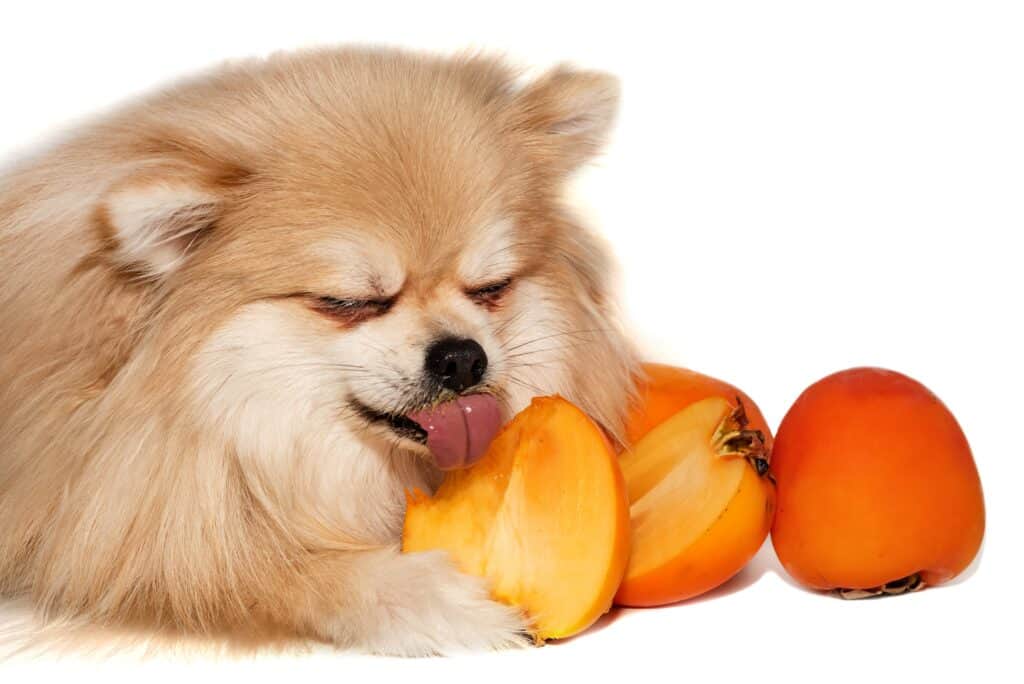 dog licking persimmons