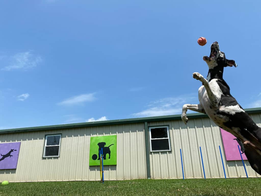 dog playing at boarding kennels