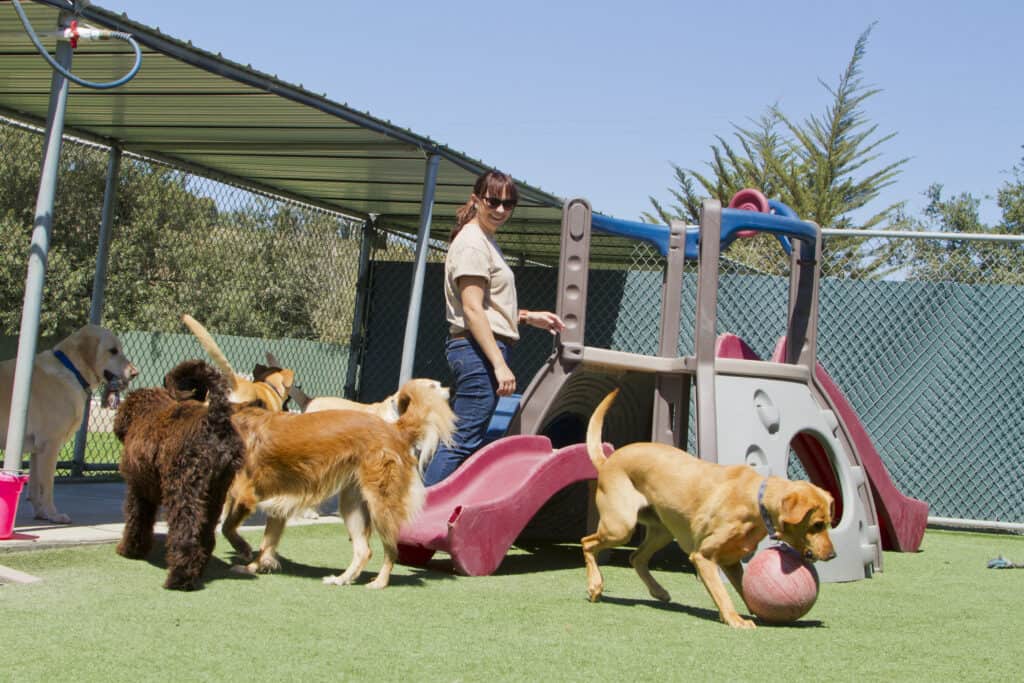 Dogs at a kennel with a woman smiling. 
