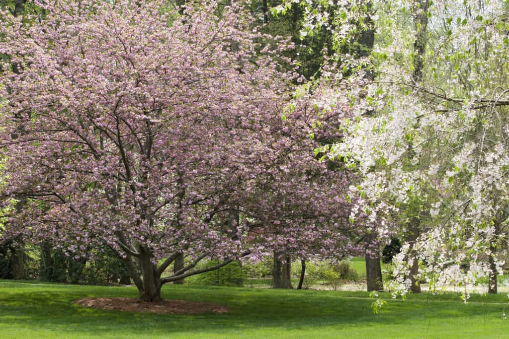 dogwood tree blooming