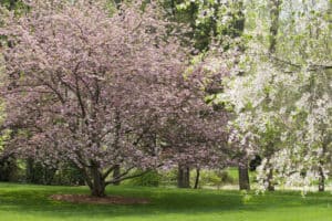 Meet the 10 Different Types of Dogwood Trees Picture