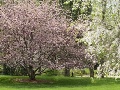 A Dogwood Tree vs. Crepe Myrtle Tree: What Are The Differences?