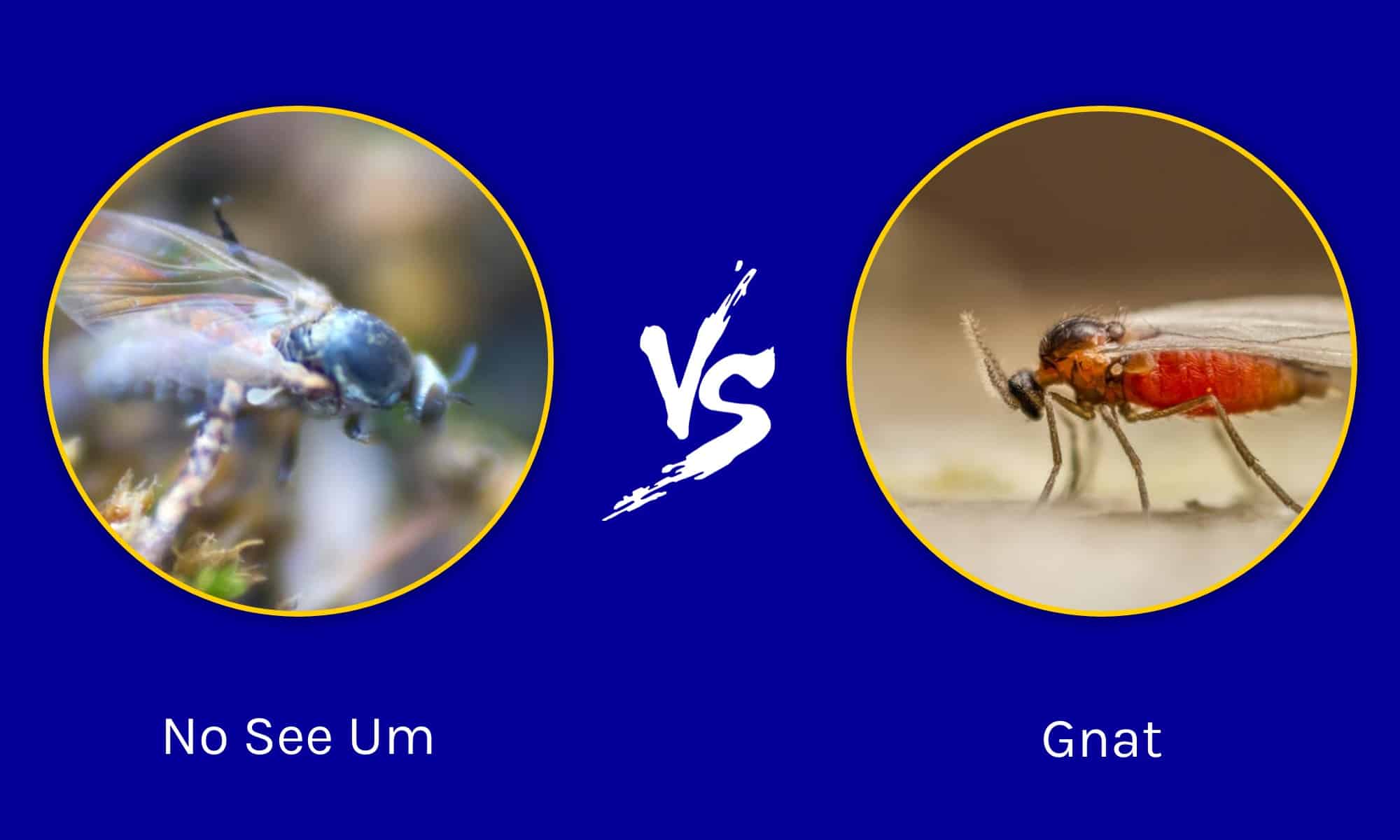 NoSeeUms vs. Gnats Key Differences Explained AZ Animals