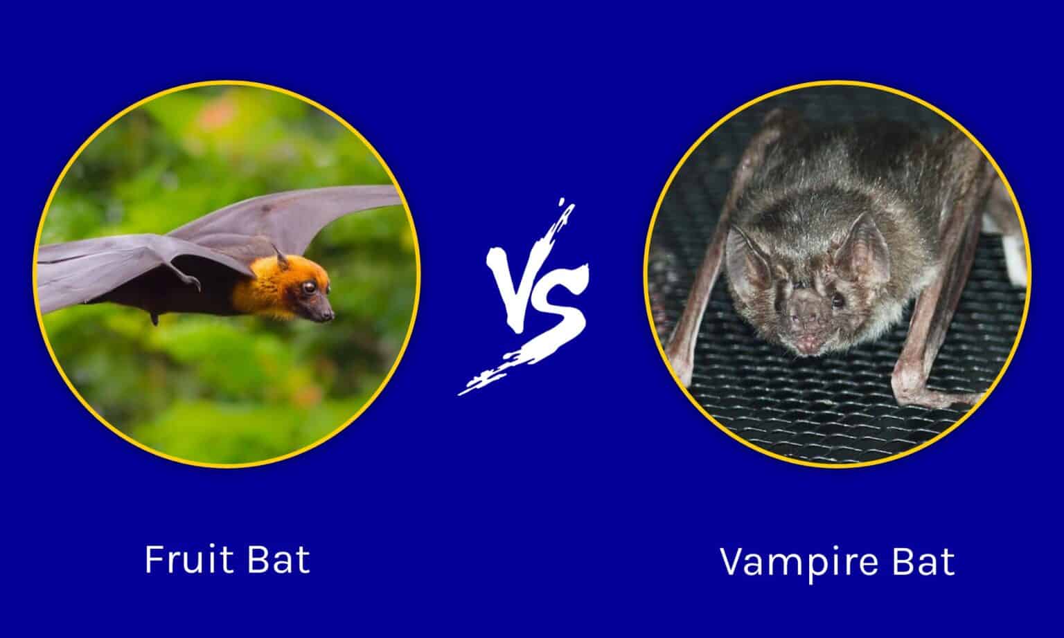 Fruit Bat vs Vampire Bat - A-Z Animals