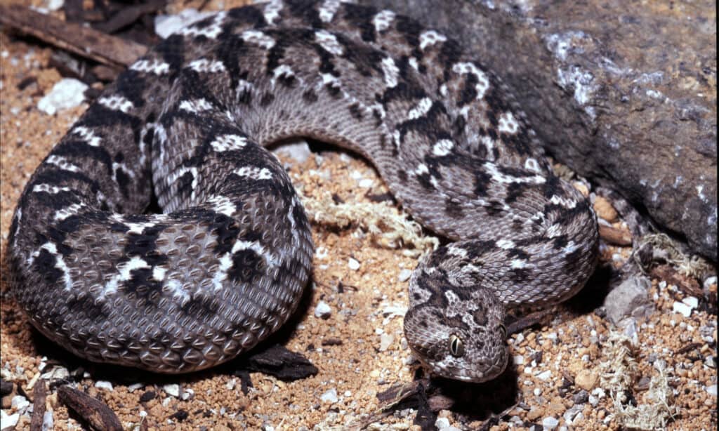 Saw Scaled Viper Albino