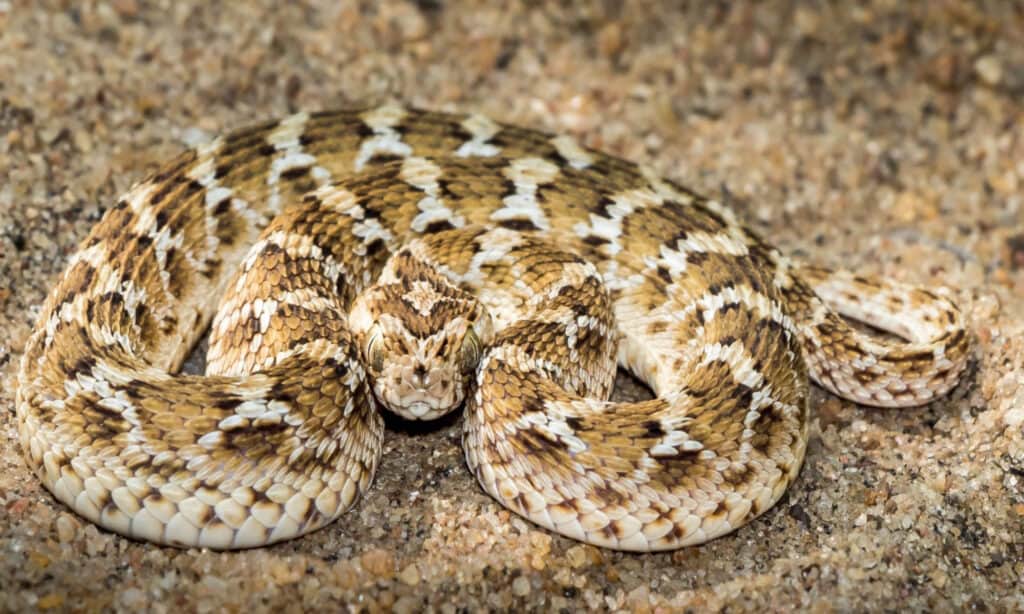 Coiled saw-scaled viper