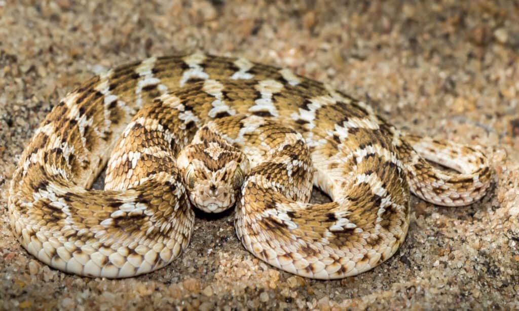 4. Saw Scaled Viper