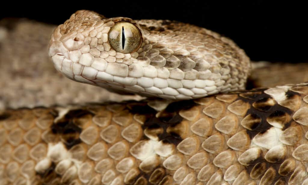 Saw-scaled viper closeup