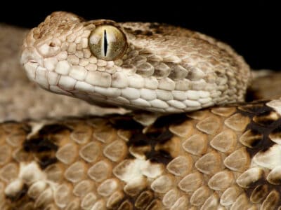 Saw-scaled Viper Picture