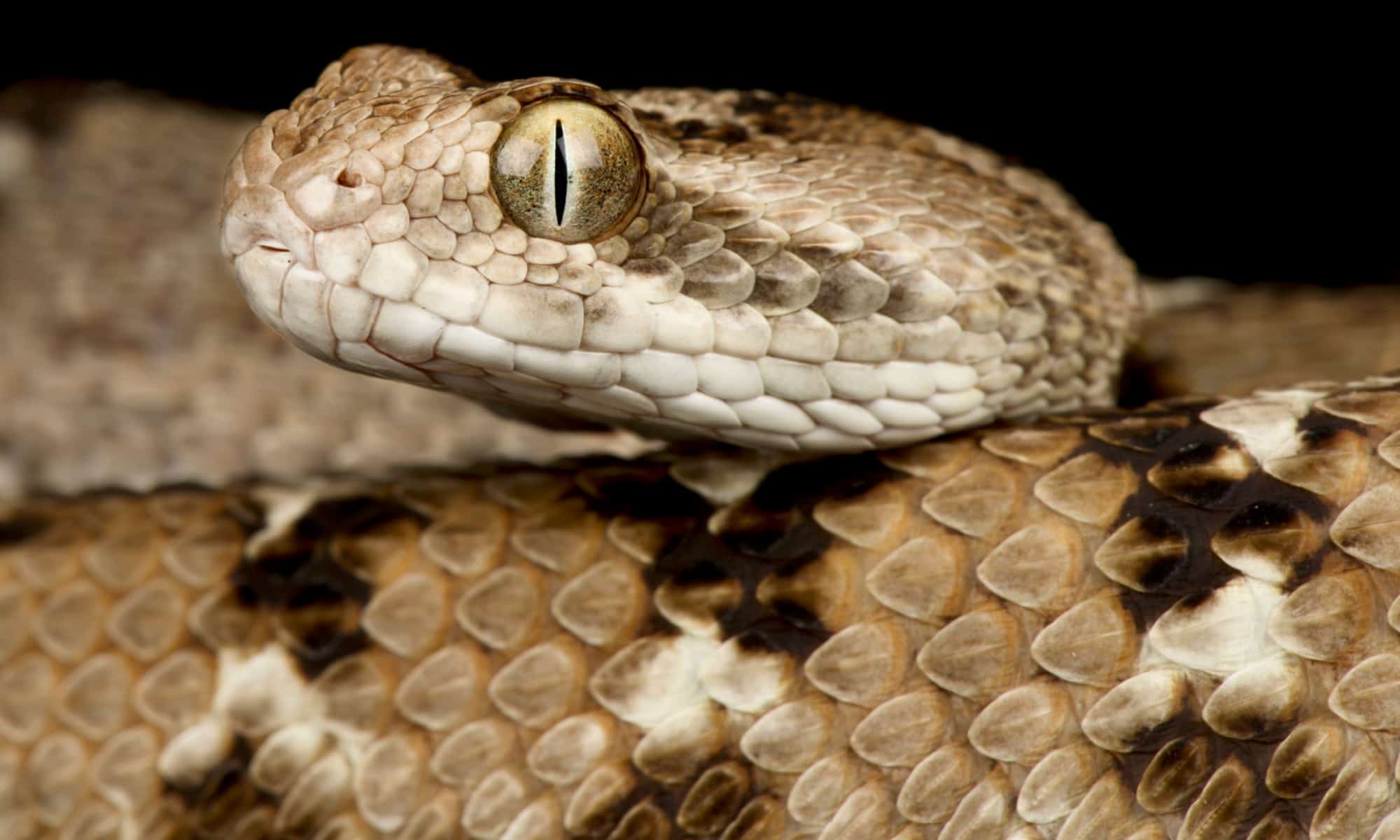 Identifying Venomous Snakes Key Features And Facts A Z Animals Identifying Venomous Snakes Key Features And Facts A Z Animals