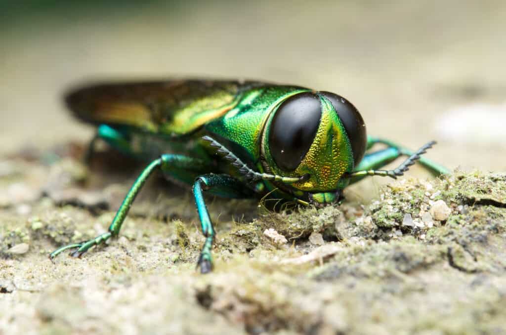 emerald ash borer