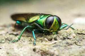 Which States Have Emerald Ash Borers? Picture