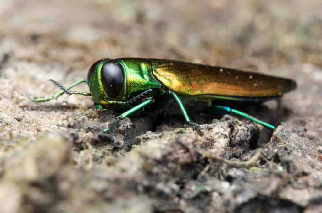 emerald ash borer