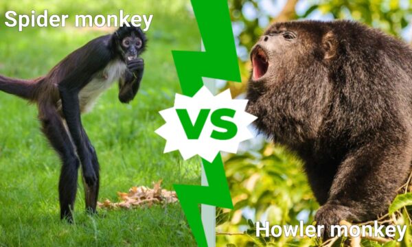 Spider Monkey vs Howler Monkey: What Are The Differences? - A-Z Animals