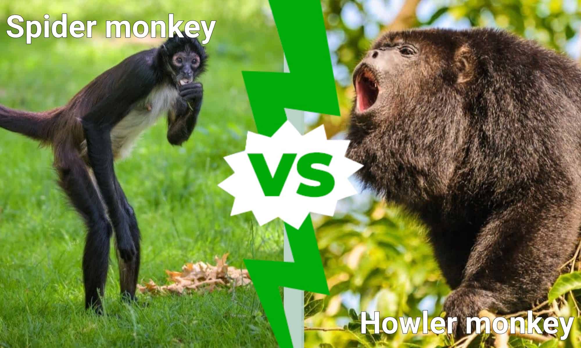 spider-monkey-vs-howler-monkey-what-are-the-differences-a-z-animals