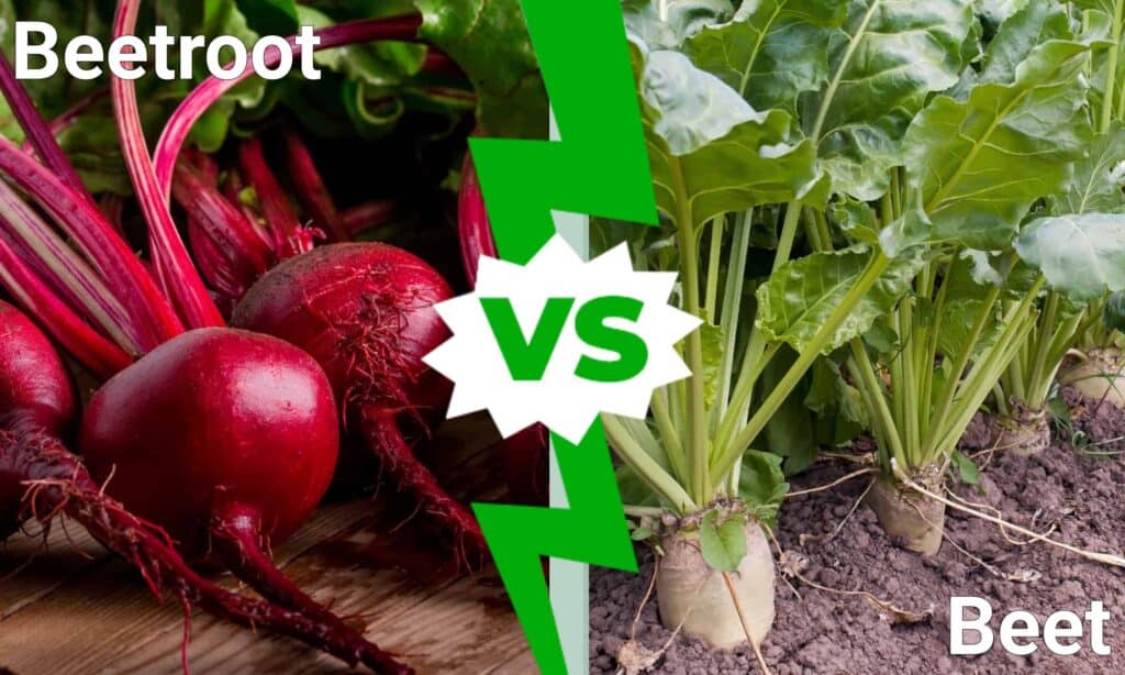 Beetroot vs Beet