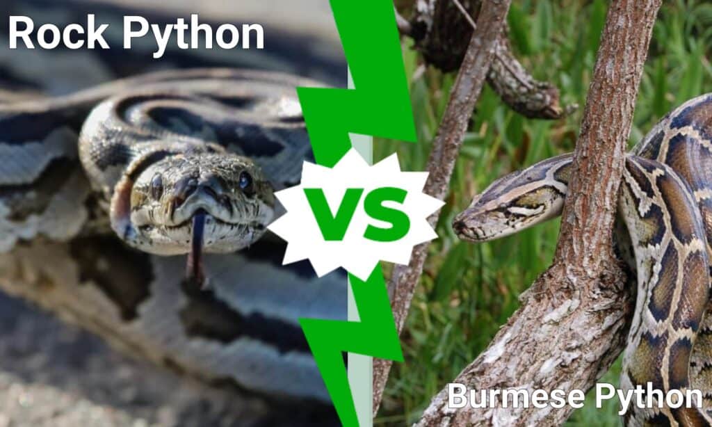 Rock Python Vs Burmese Python