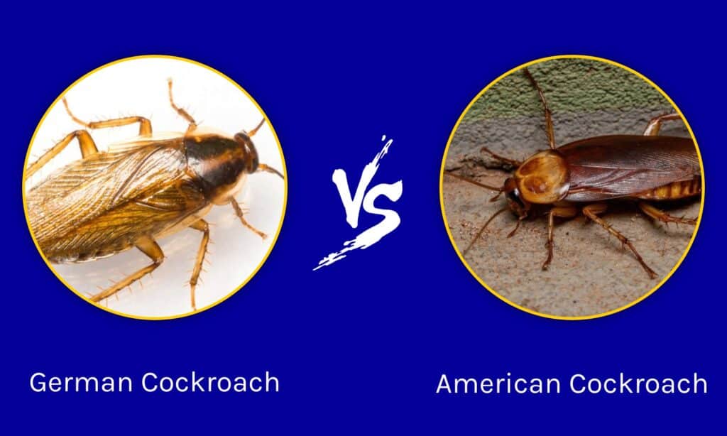 American cockroach deals