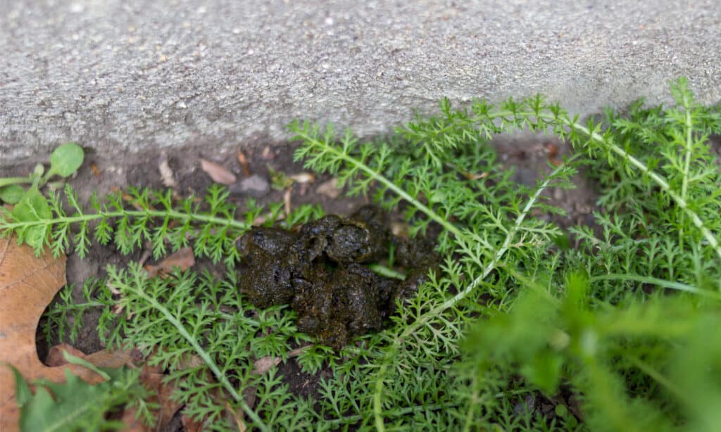 Backyard Animal Poop Identification: A Complete Guide for 2024 - A-Z ...