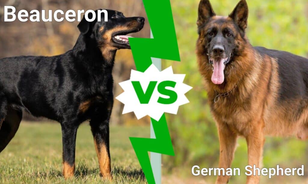 sammensatte opdragelse Indstilling Beauceron vs German Shepherd: Key Differences Explained - AZ Animals
