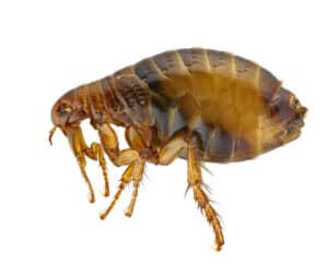 How to Get Rid of Fleas Inside Your House Instantly Picture