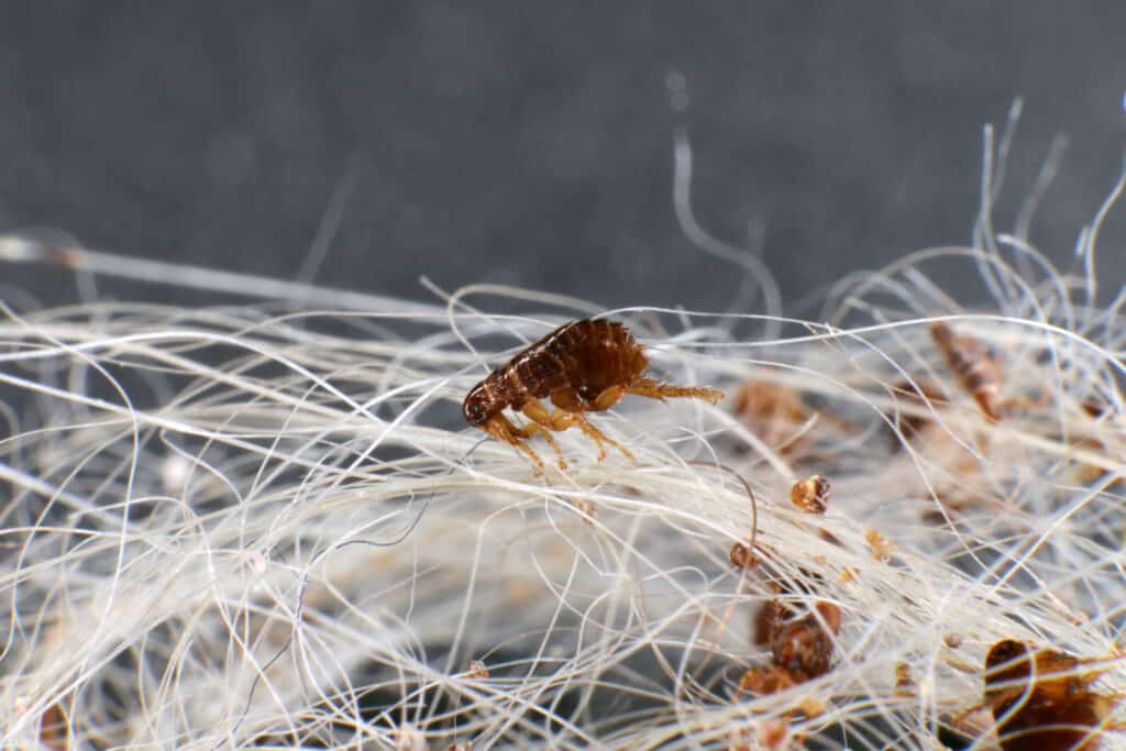 Fleas and their excrement on white animal hair