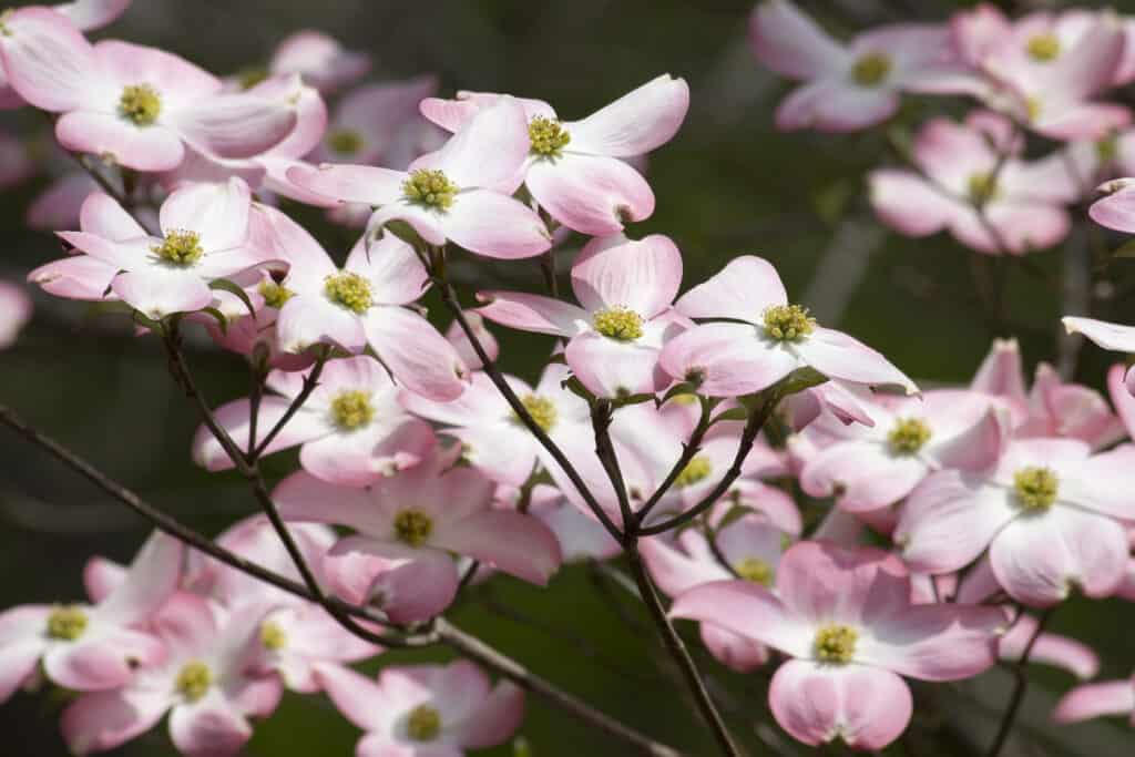 flowering dogwood