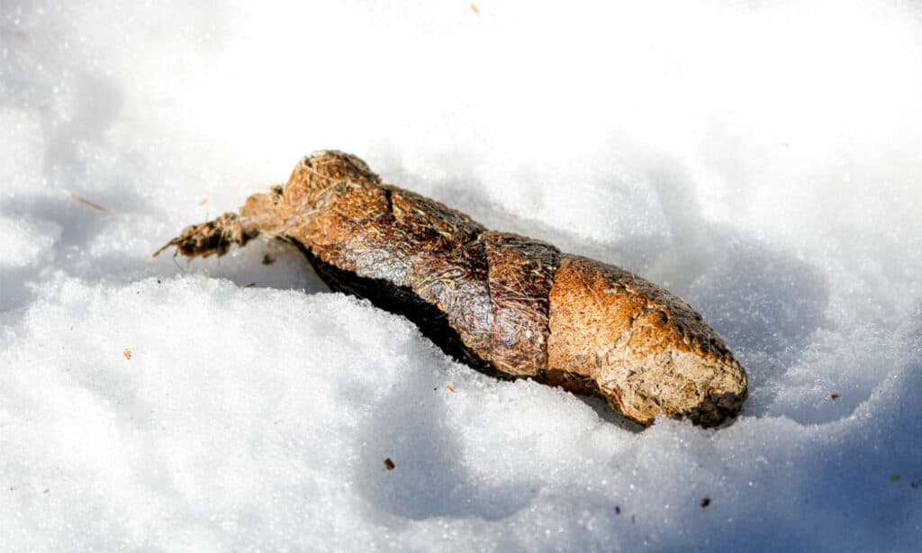 does fox poo look like dog poo