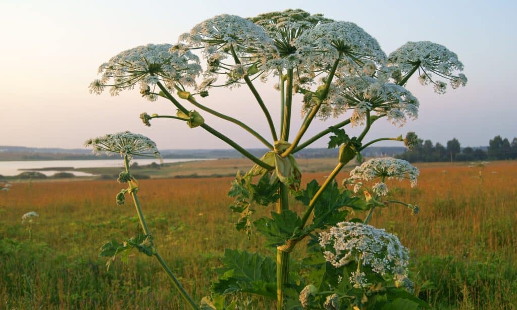 giant-hogweed-picture-id499977877