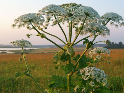 A Giant Hogweed vs. Queen Anne’s Lace