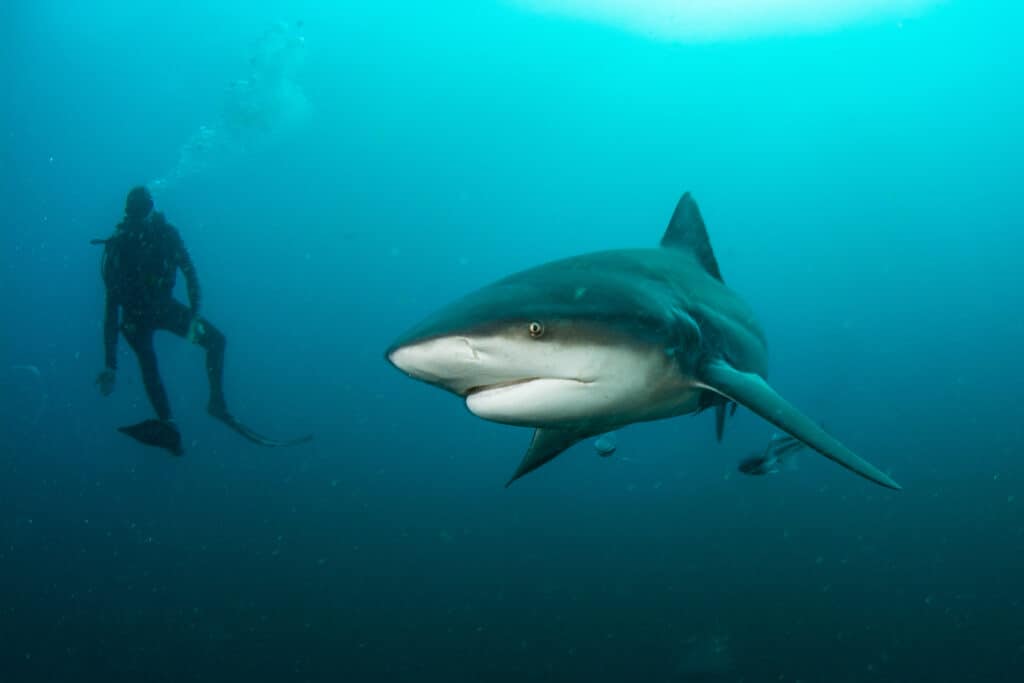 Giant bull shark spotted off coast of Zimbabwe