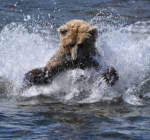 See a Grizzly Bear Turn Ninja and Skillfully Snag a Tasty Salmon Picture