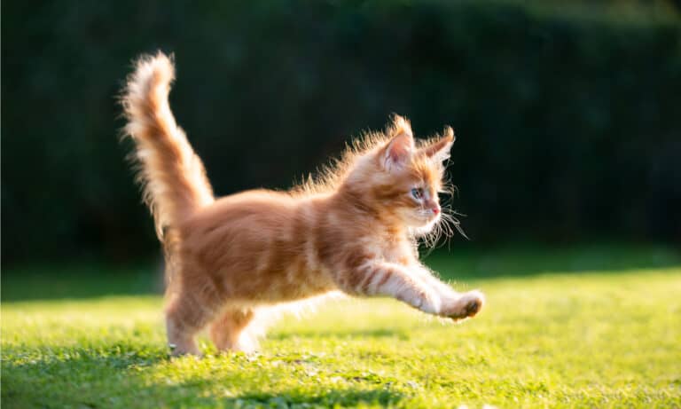 hills science diet cat food