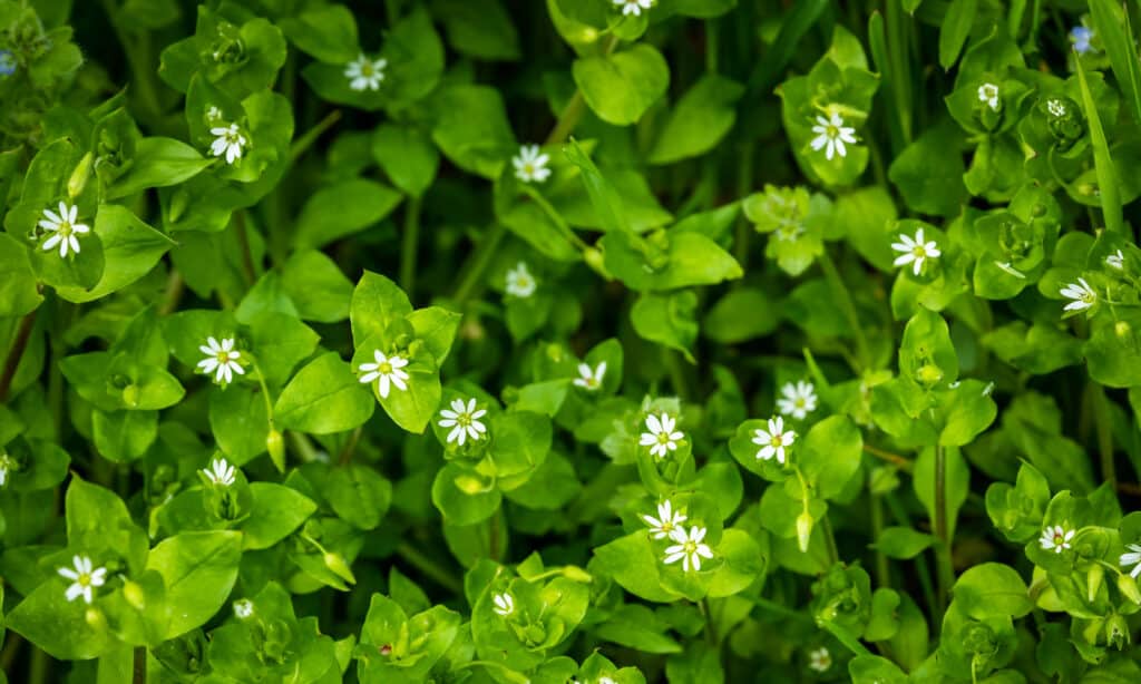 Chickweed