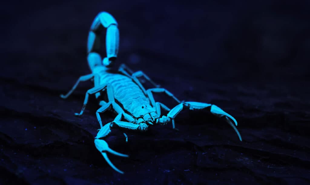 Bright blue scorpion Centruroides gracilis glows under ultraviolet light on black background
