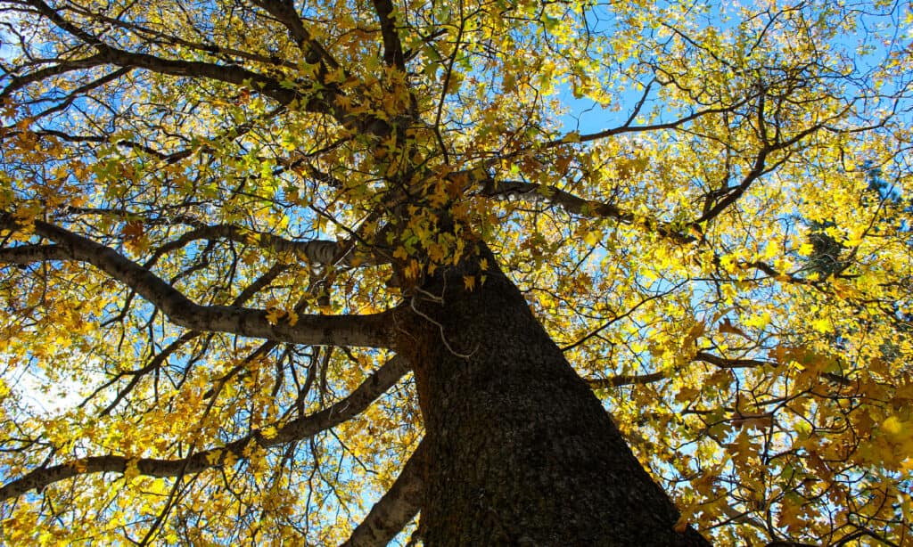 Types of Oak Trees