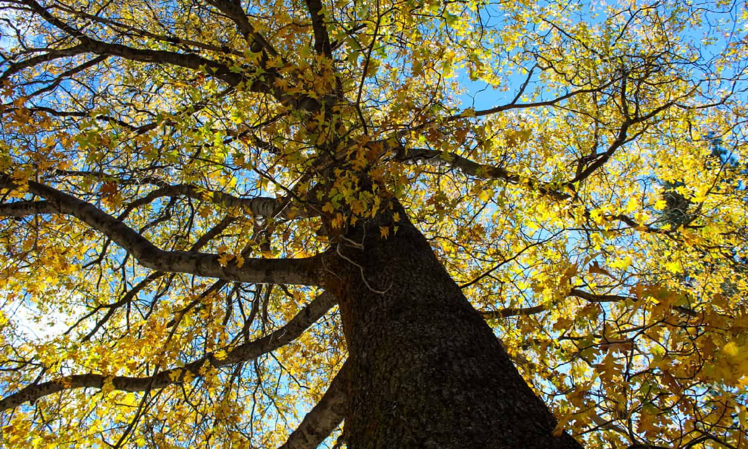 10 Native Plants in Connecticut AZ Animals