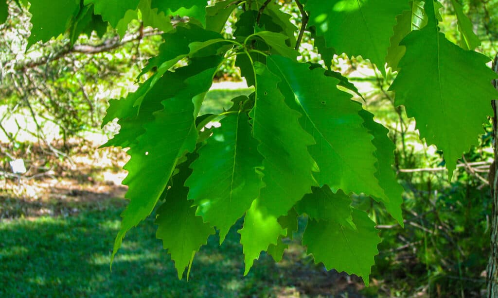 Chinquapin Oak