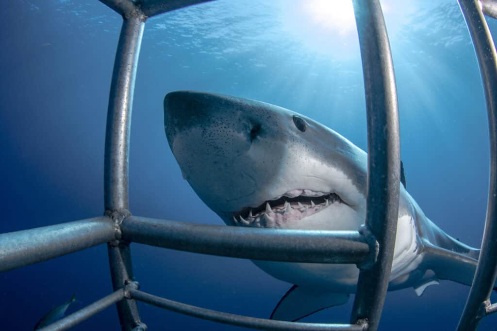 Shark Cage Diving