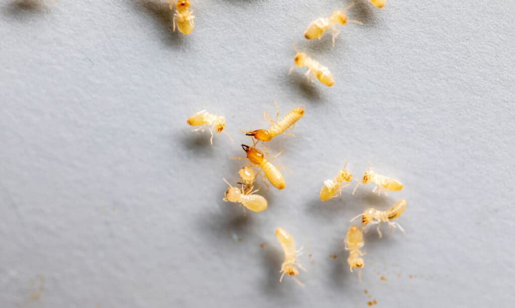 Formosan Subterranean Termites