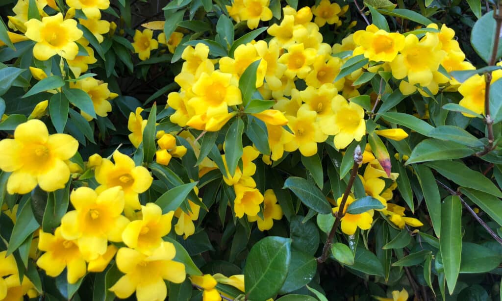 Carolina Jessamine