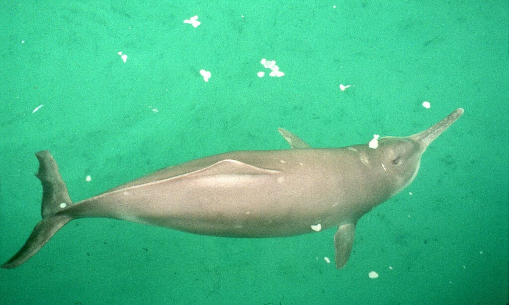 Chinese River Dolphin