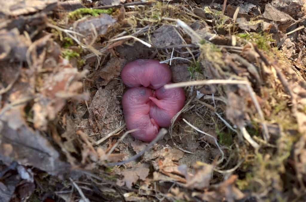 Newborn rats in a nest