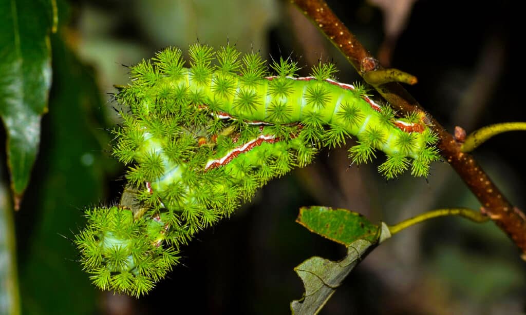 lime green hairy caterpillar