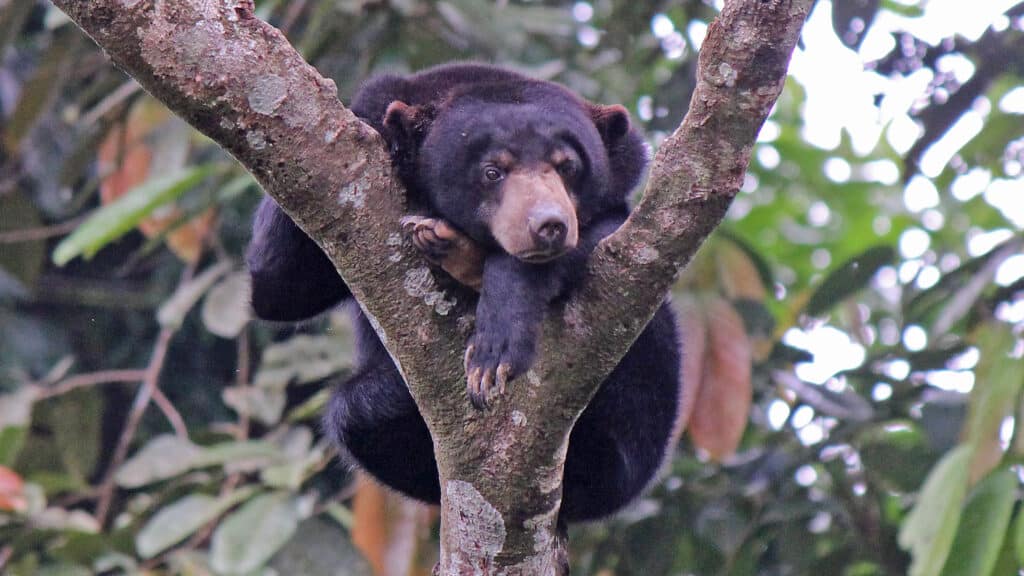 sun bear sleeping